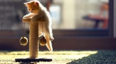 Je mogoče nahraniti mucka z odraslimi mačkami